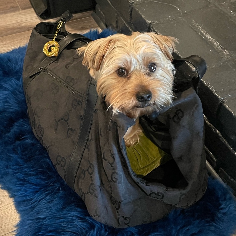 SOLD Gucci Pet Carrier - Picture 14 of 15